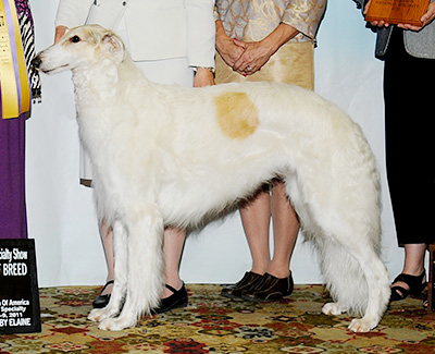Top Best of Opposite Sex Borzoi 2011